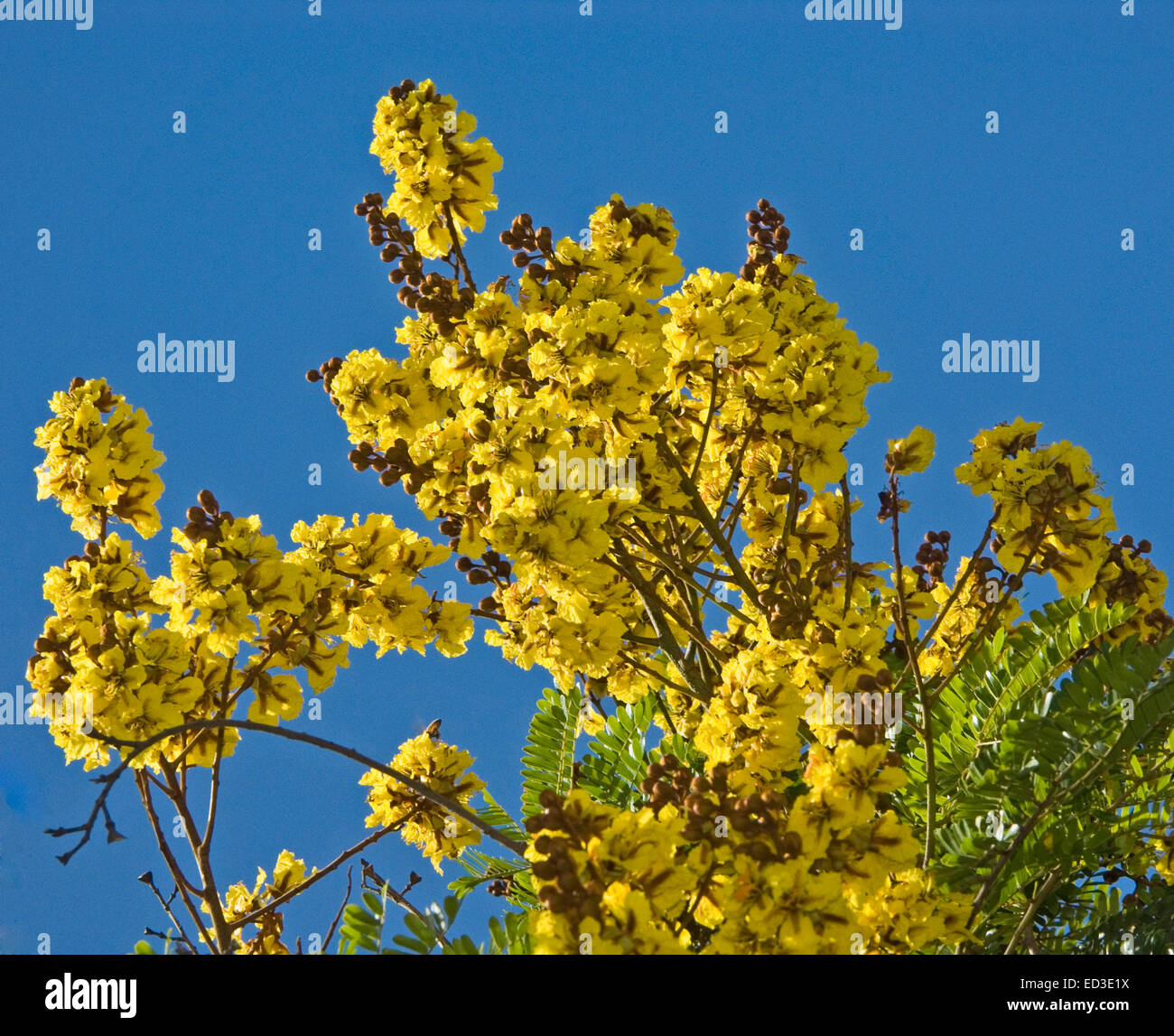 Large clusters of bright yellow flowers & leaves of Peltophorum pterocarpum, an Australian native tree, against vivid blue sky Stock Photo