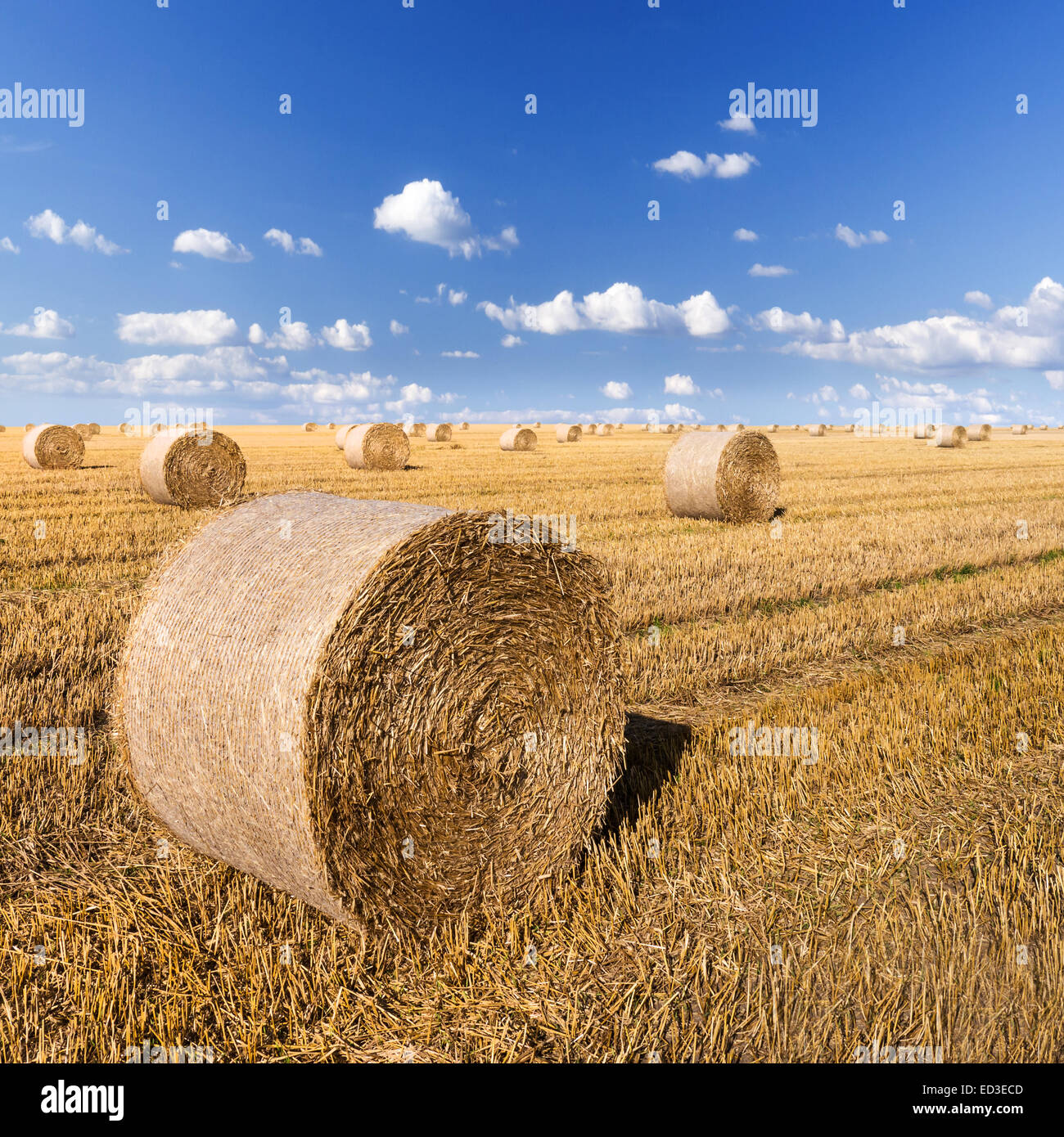 straw bales in summer with blue sky Stock Photo - Alamy