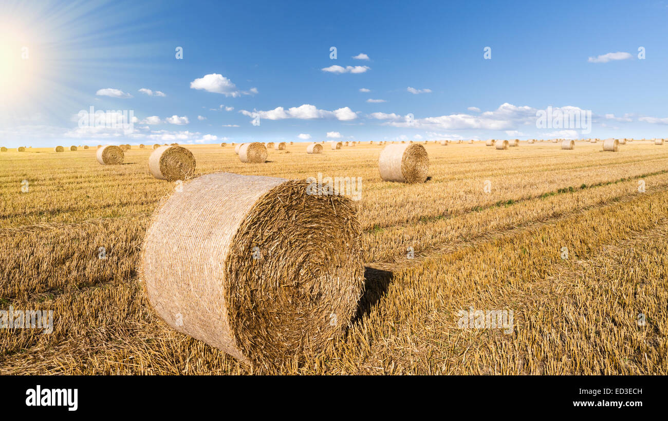 straw bales in summer with blue sky and sunlight Stock Photo - Alamy