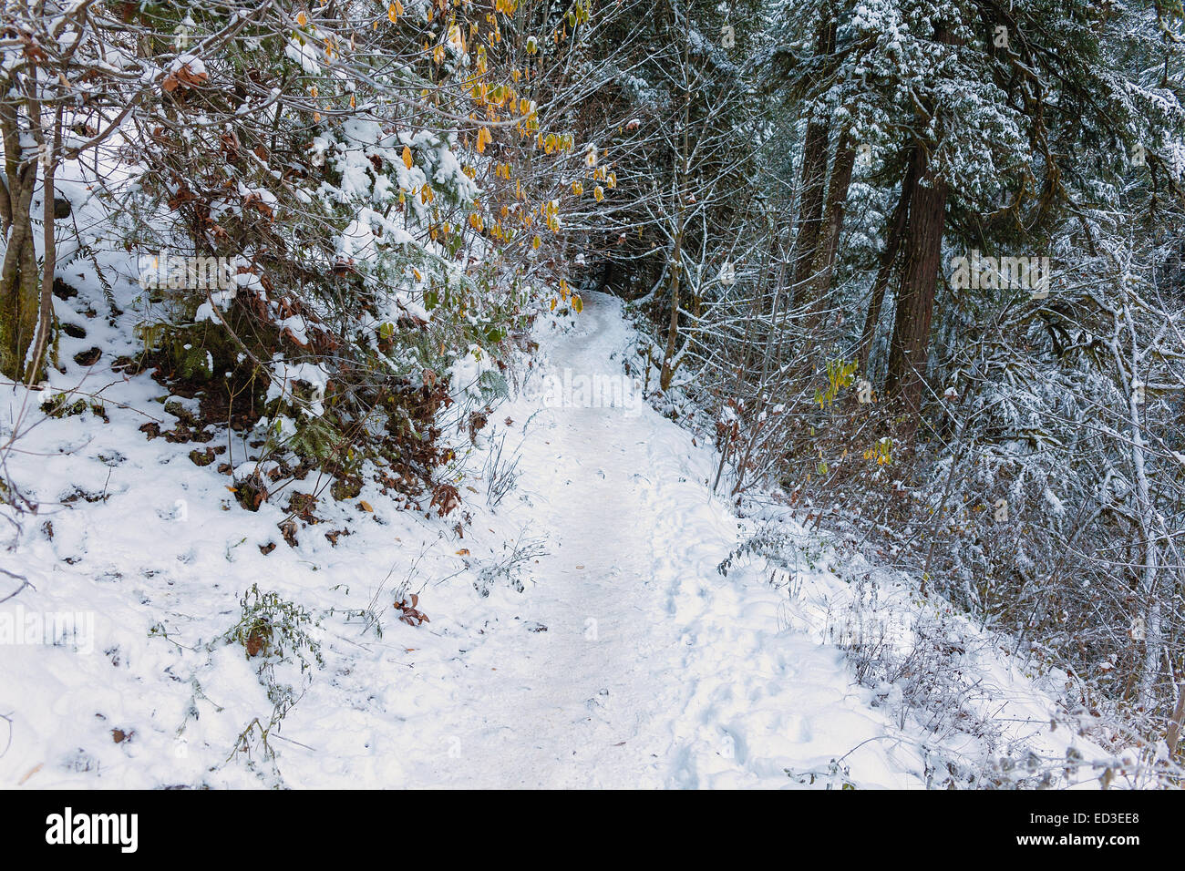Snow Covered Forest Hiking Trail at Columbia River Gorge in Winter Season Stock Photo