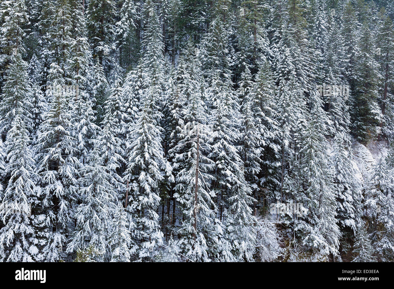 Snow Covered Evergreen Fir Trees at the Columbia River Gorge in Oregon during Winter Season Stock Photo
