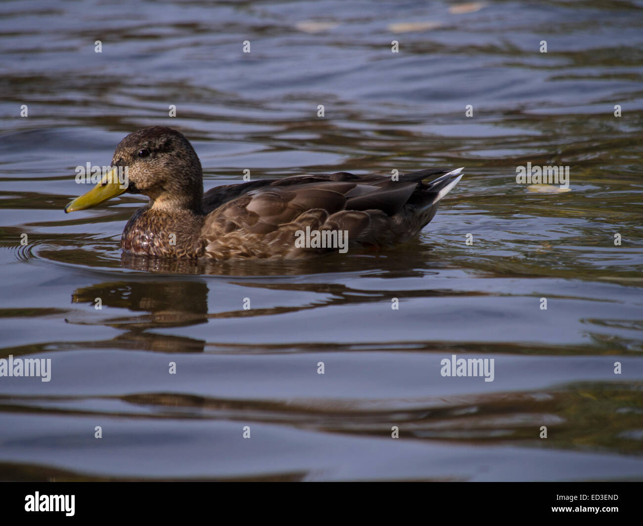 Duck on water Stock Photo