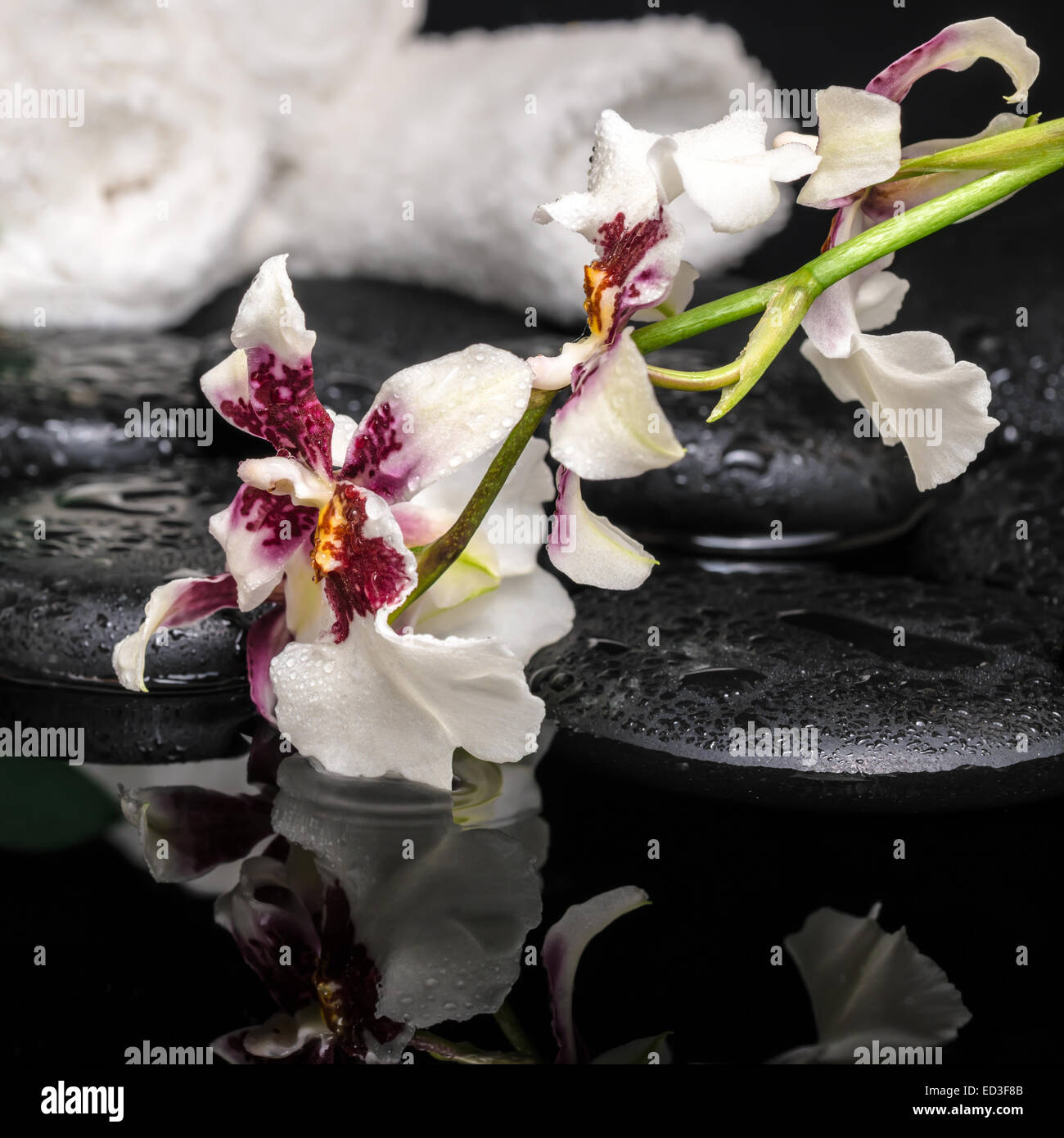 healthcare concept of orchid Cambria flower with drops and white towels on zen stones in water, closeup Stock Photo