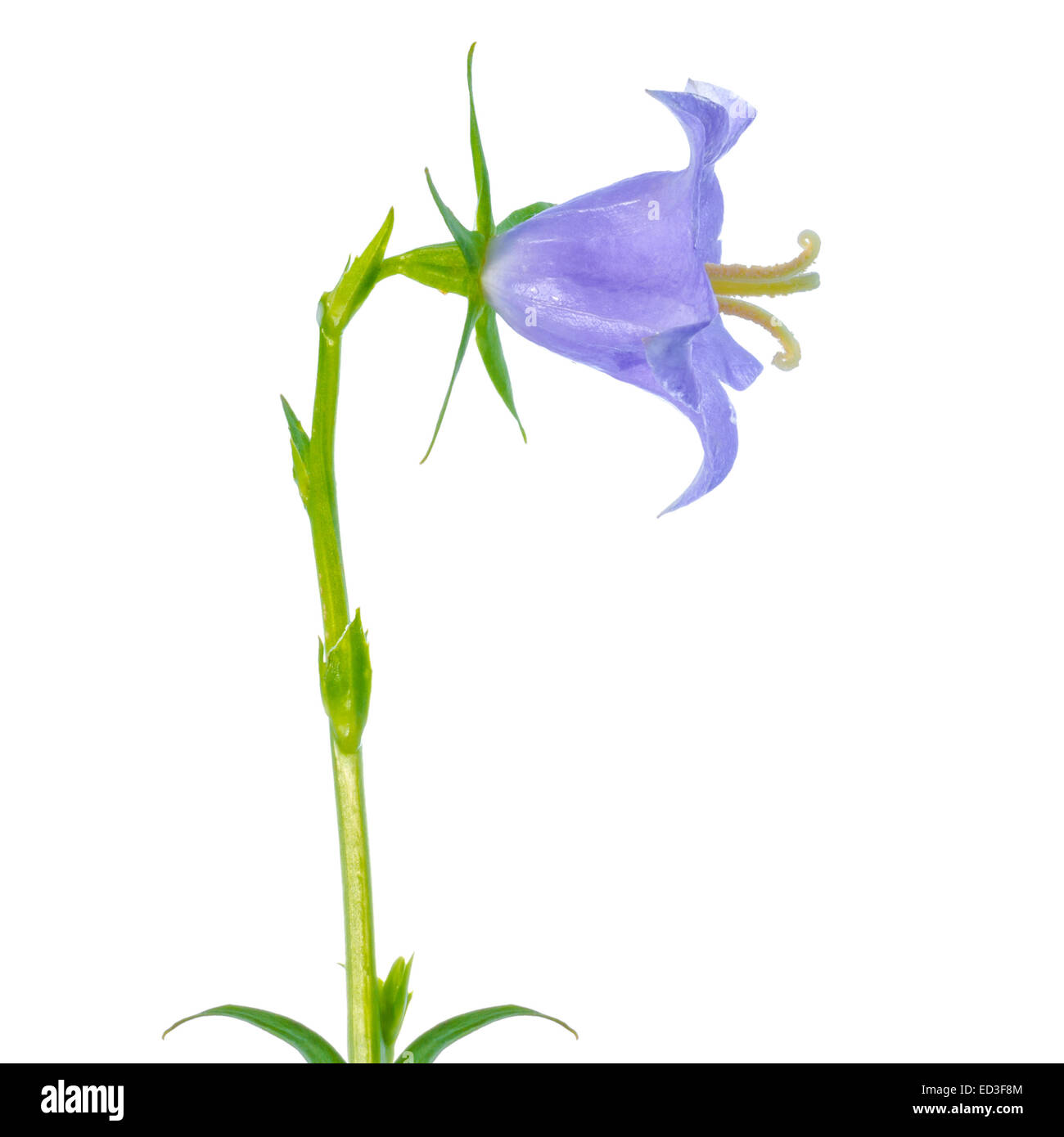 beautiful head of blue hand bell is isolated on white background, closeup Stock Photo