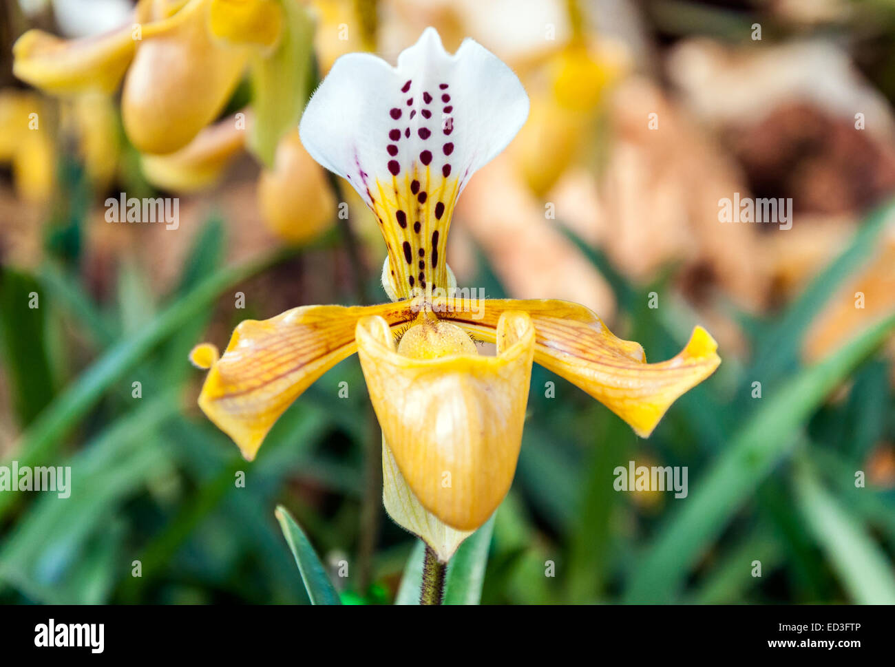 Golden Paphiopedilum in the orchid nursery house. Stock Photo
