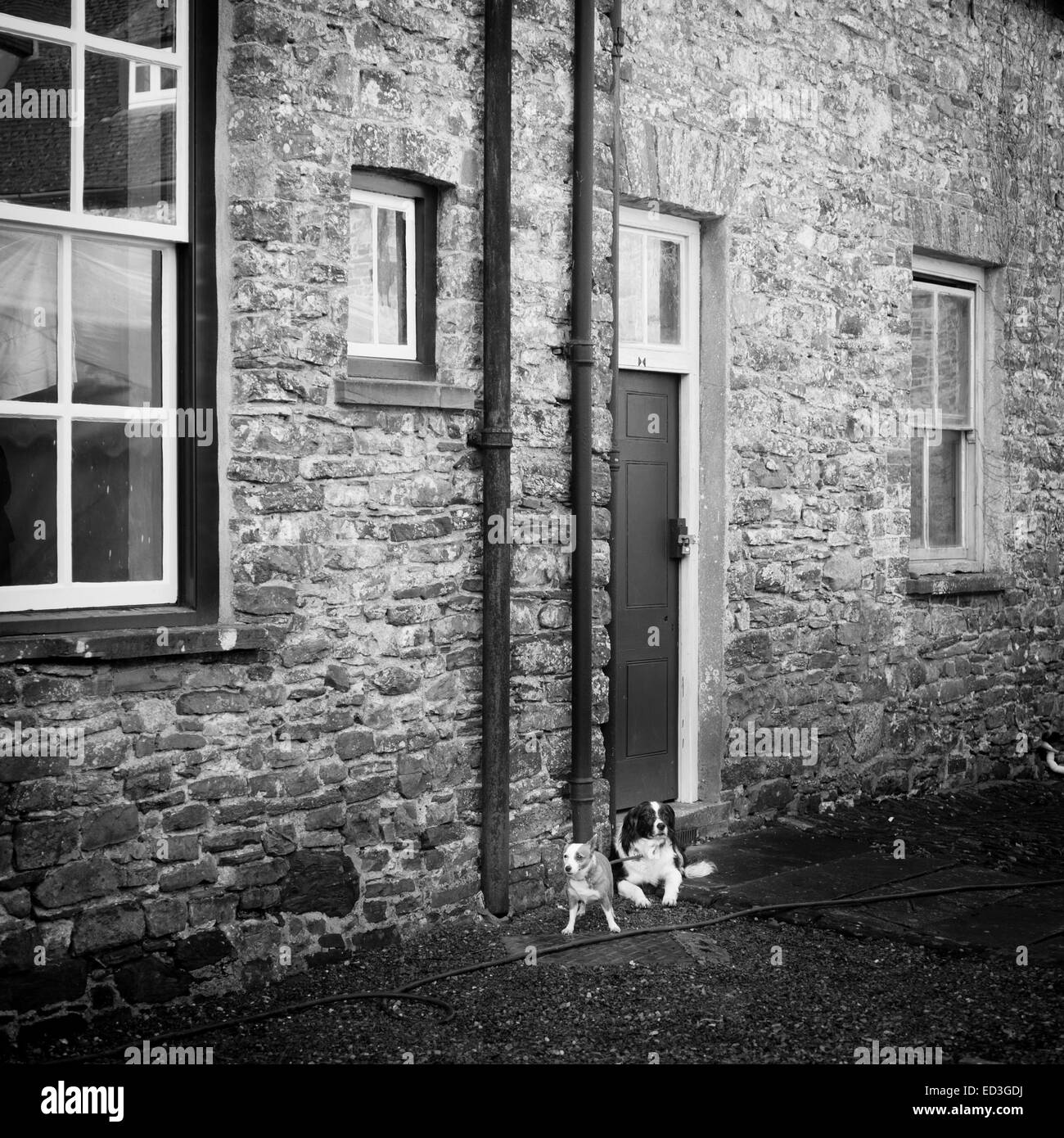 Awaiting his owner hi-res stock photography and images - Alamy