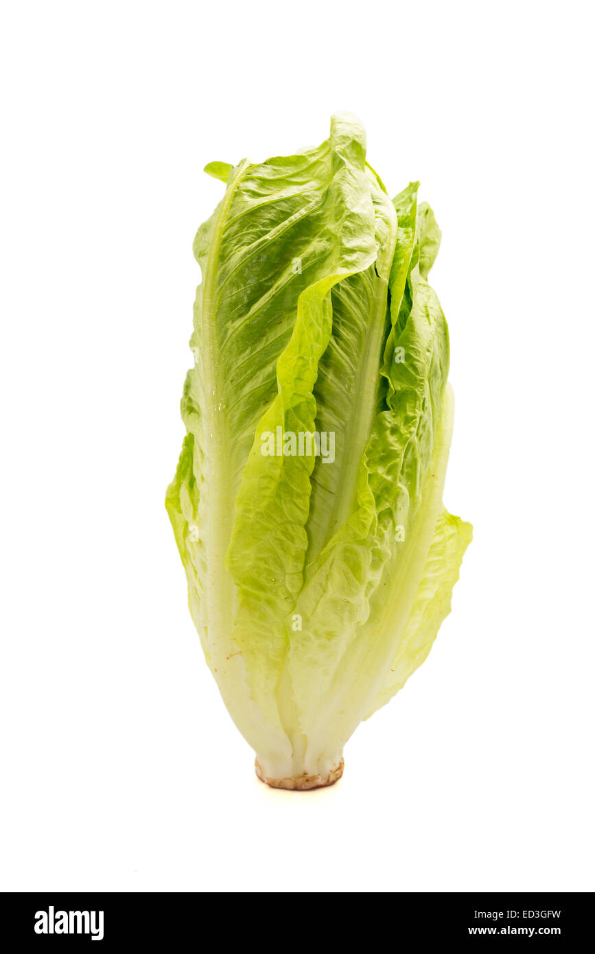 green lettuce on a white background Stock Photo