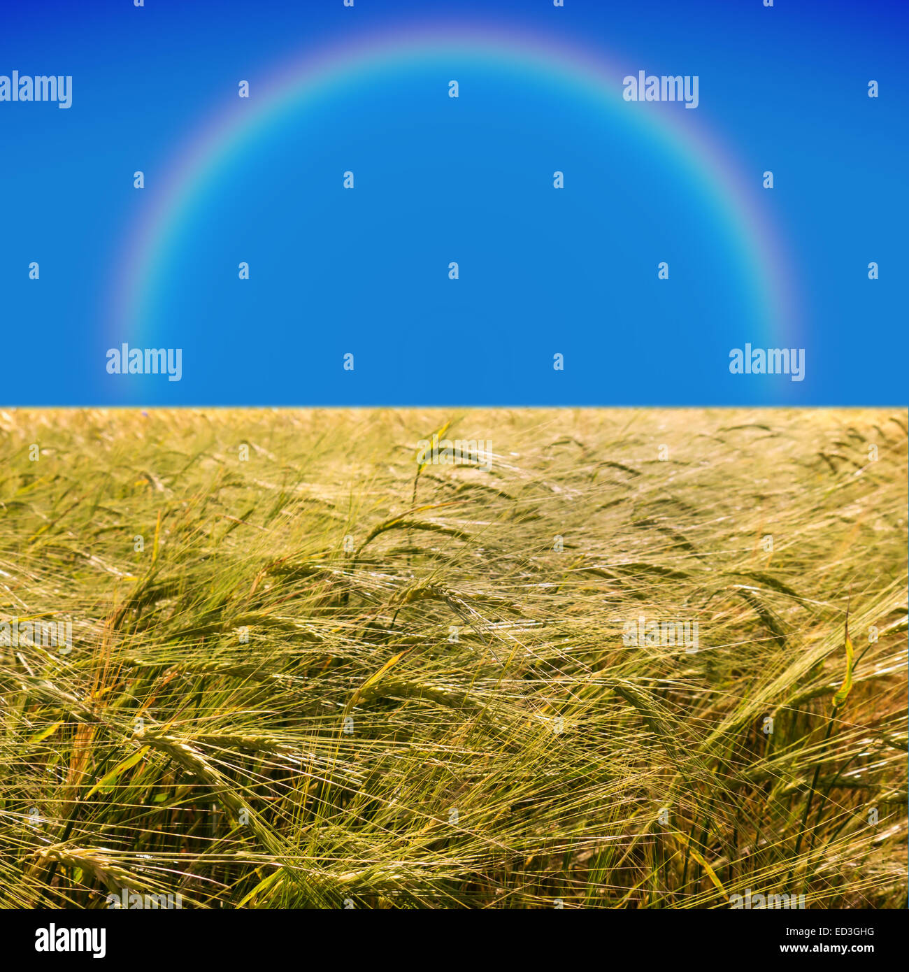 barley field in early summer and rainbow on blue sky Stock Photo