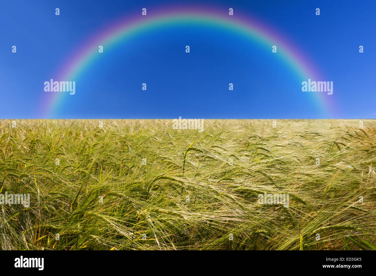 green barley field in early summer and rainbow Stock Photo
