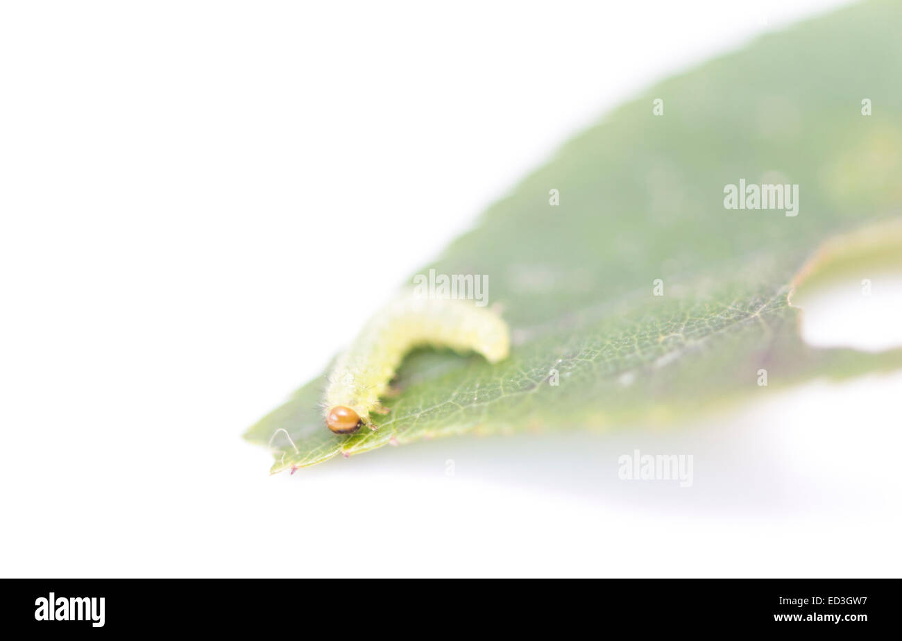 green caterpillar on a leaf on a white background Stock Photo
