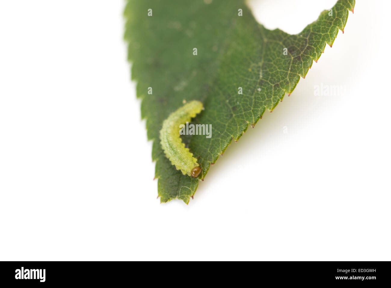 green caterpillar on a leaf on a white background Stock Photo