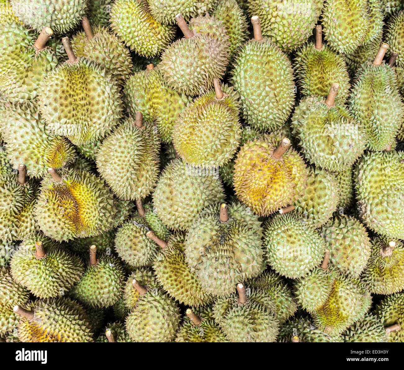Ripe durian for sale in the Thai market Stock Photo Alamy
