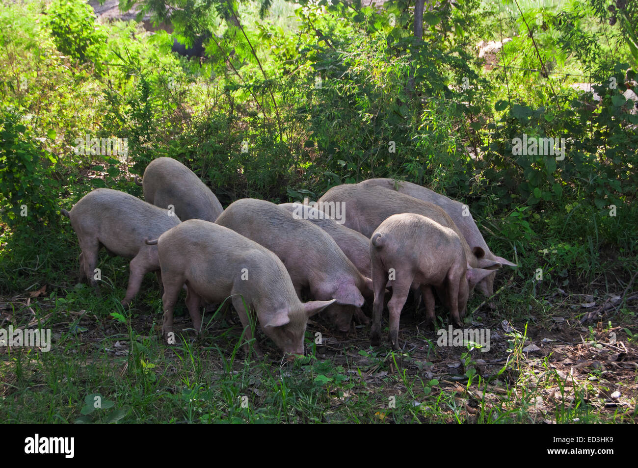 rural village field Dirty Animal Pigs Stock Photo