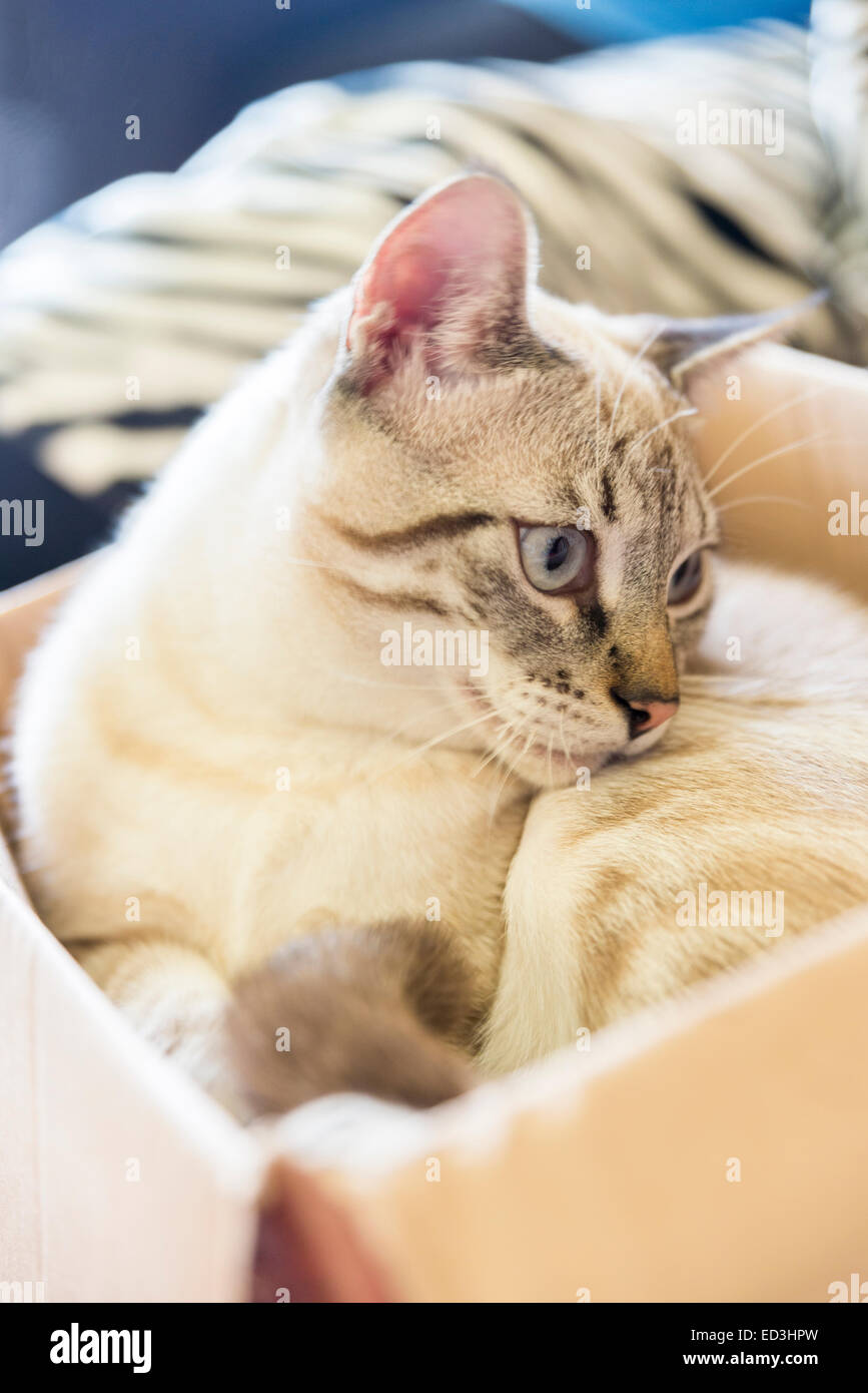 cat playing tucked inside a cardboard box Stock Photo