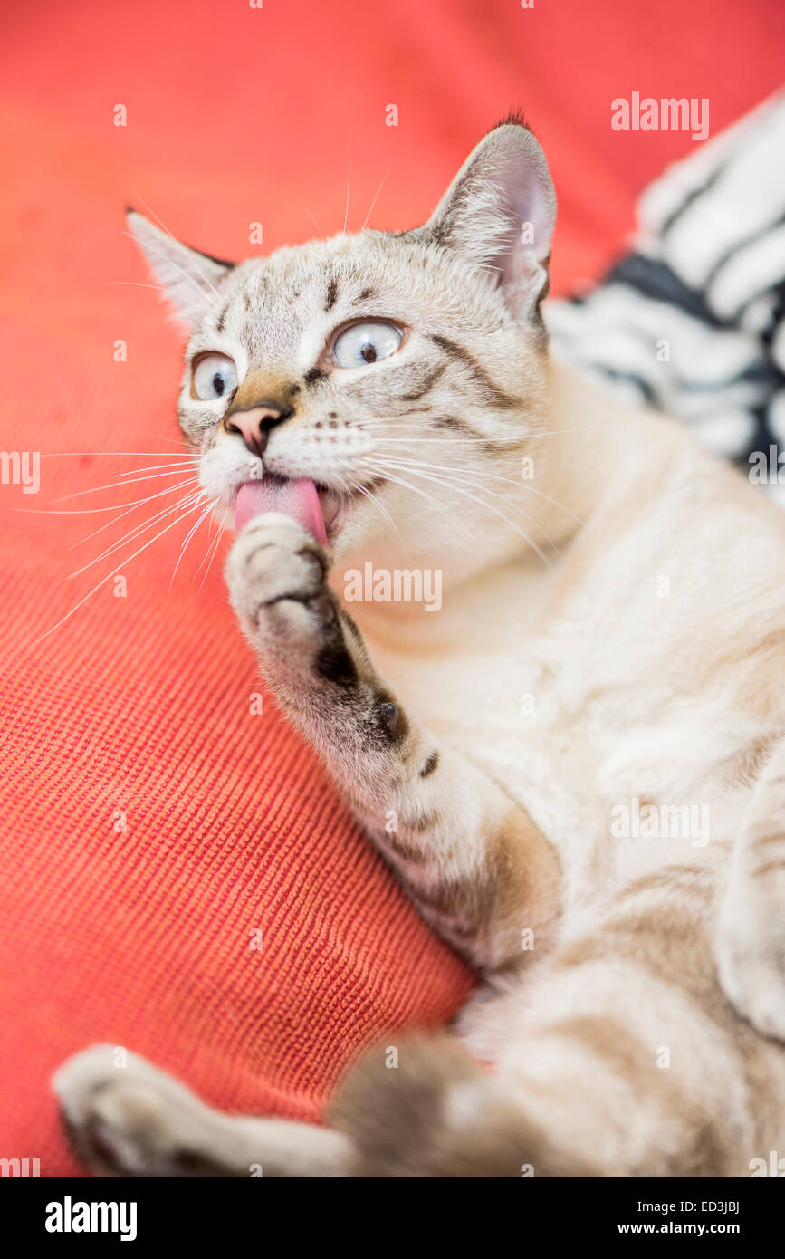 little cat posing for the photo session Stock Photo