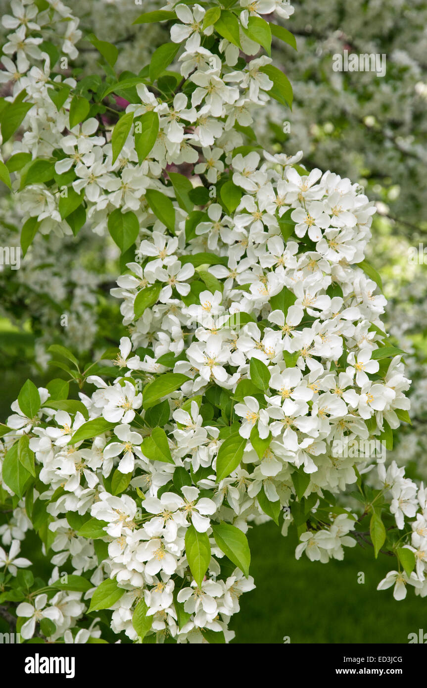 Redbud Crabapple Malus x Zumi variation Calocarpa Stock Photo Alamy