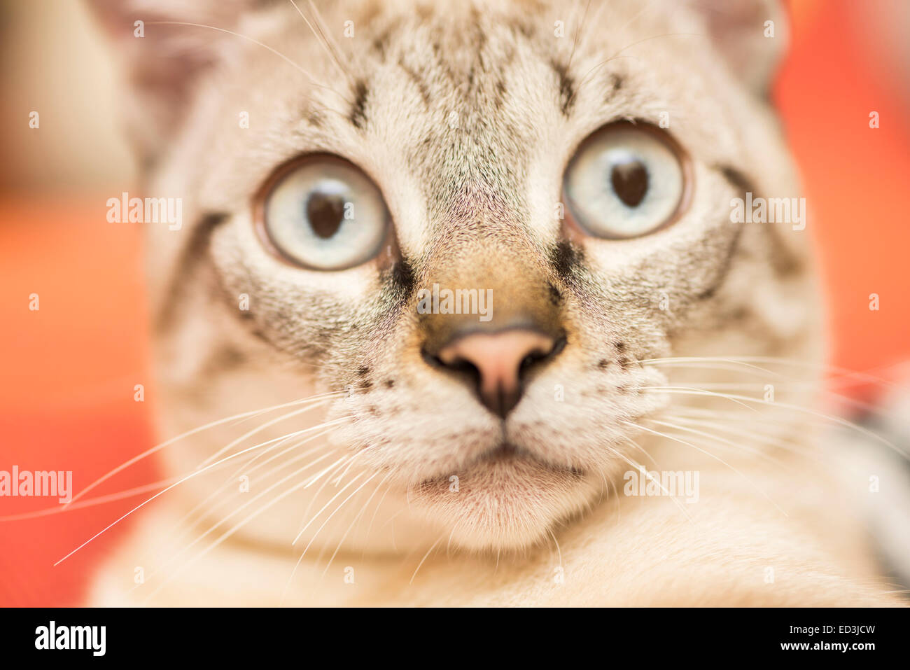 little cat posing for the photo session Stock Photo