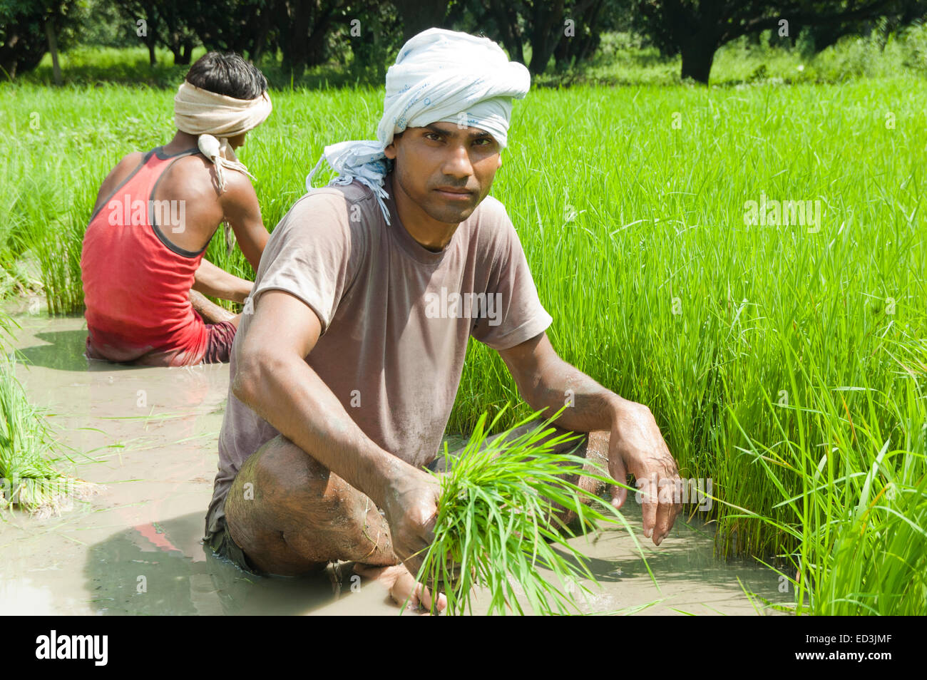 2 indian rural Farmer Crop Paddy Field Stock Photo