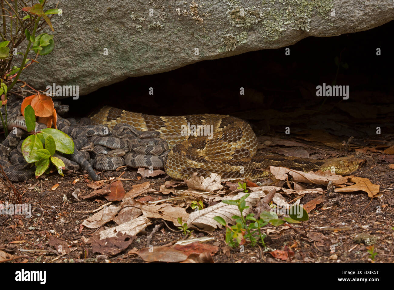 Timber rattlesnakes, newborn young with adult female, Pennsylvania