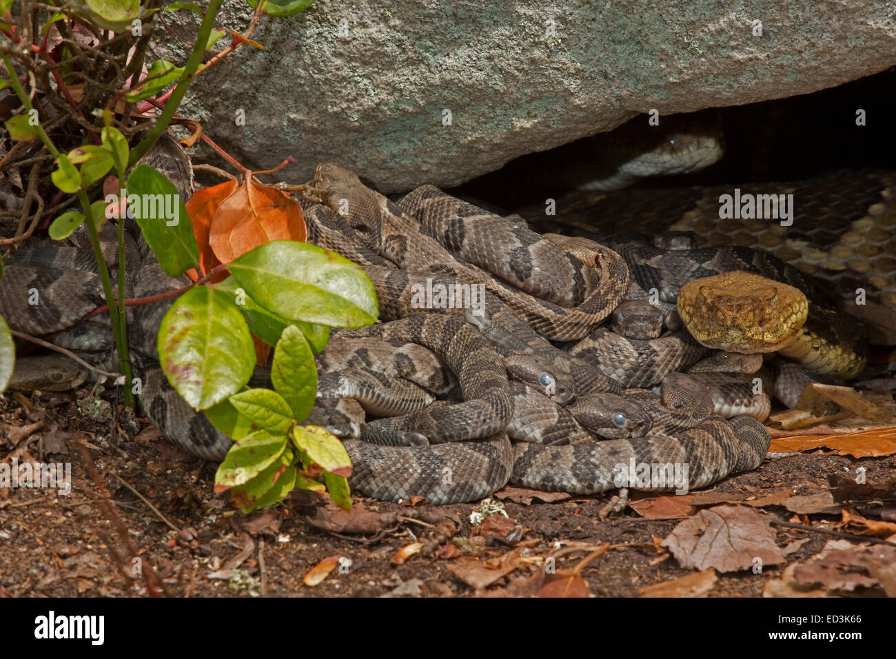 Timber rattlesnakes, newborn young with adult female, Pennsylvania Stock Photo