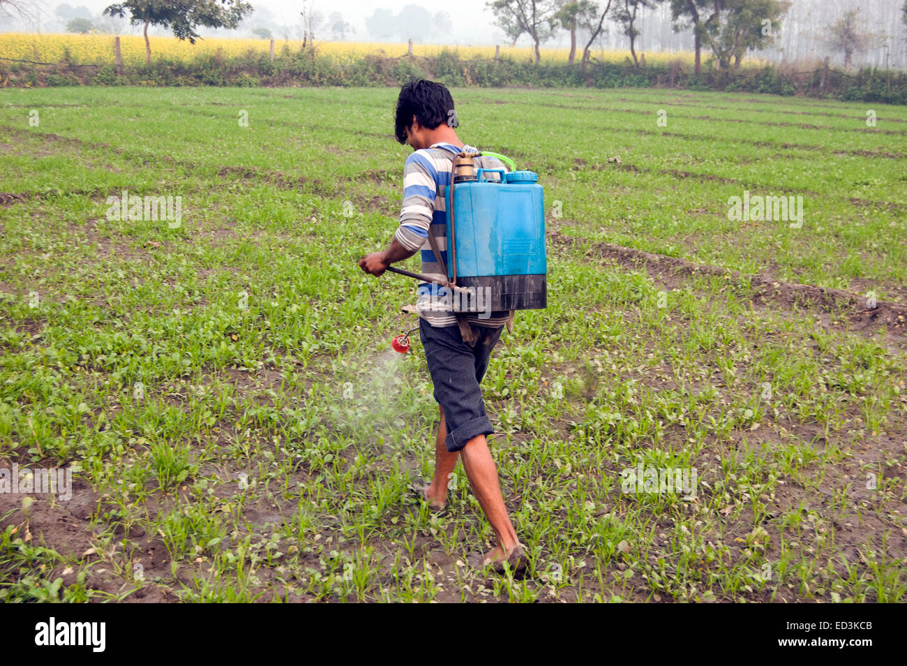 1 indian rural farmer farm Pesticide working Stock Photo