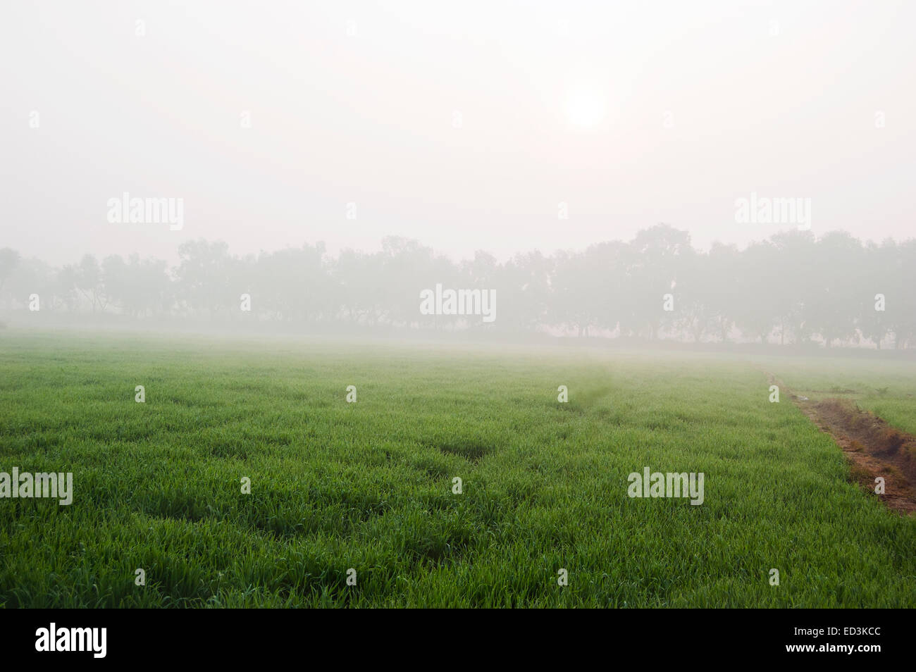 Fog in rural indian village hi-res stock photography and images - Alamy
