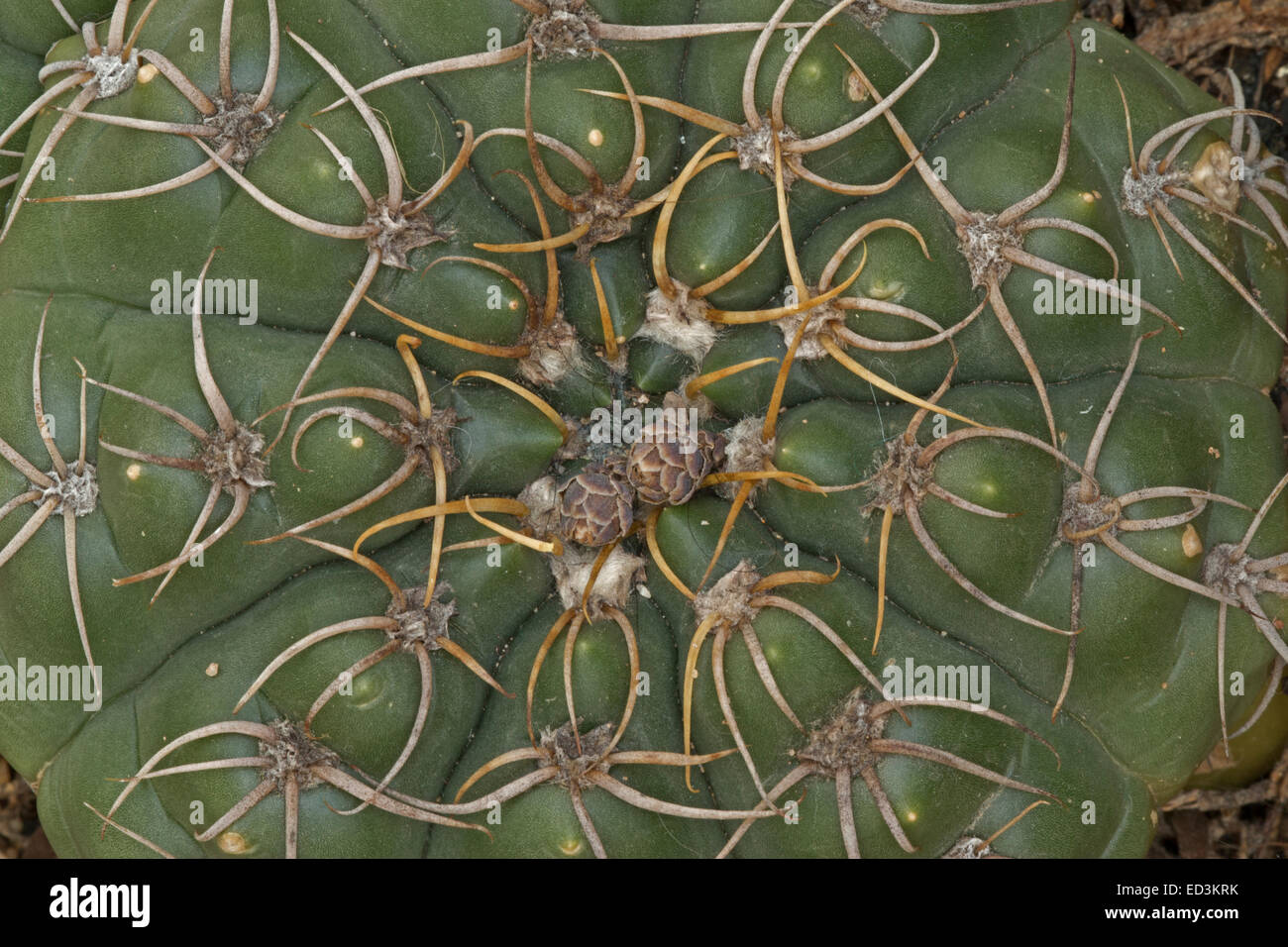 Cactus, Gymnocalycium denudatum, South America, IUCN Stock Photo