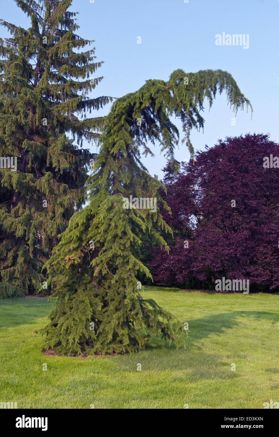 Cedar of Lebanon Tree - Cedrus Libani 'Beacon Hill' Stock Photo