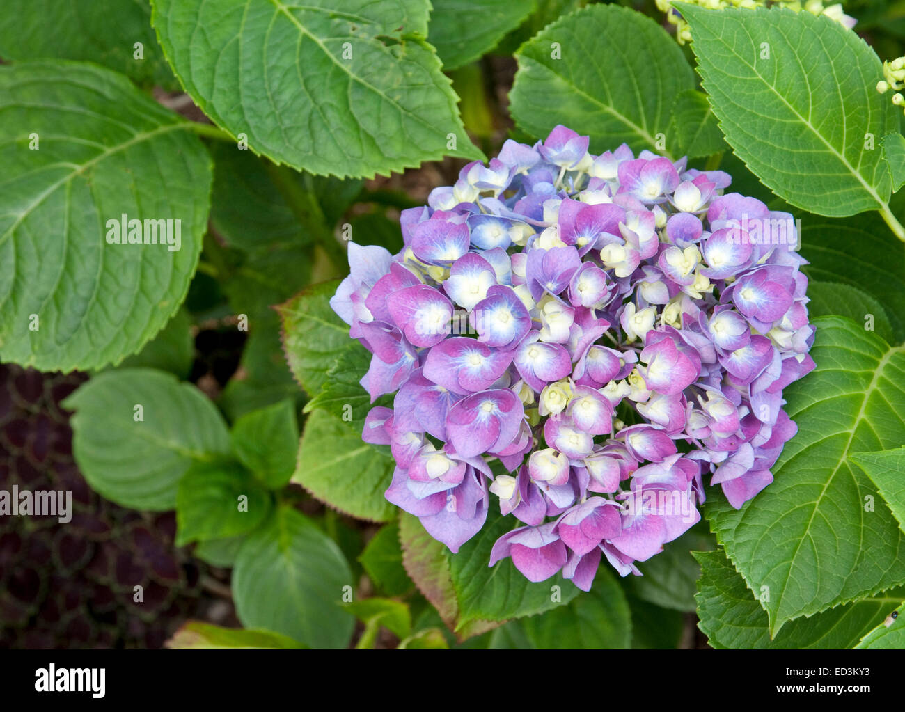 Mophead Hydrangea - Hydrangea macrophylla 'Enziandom' Stock Photo