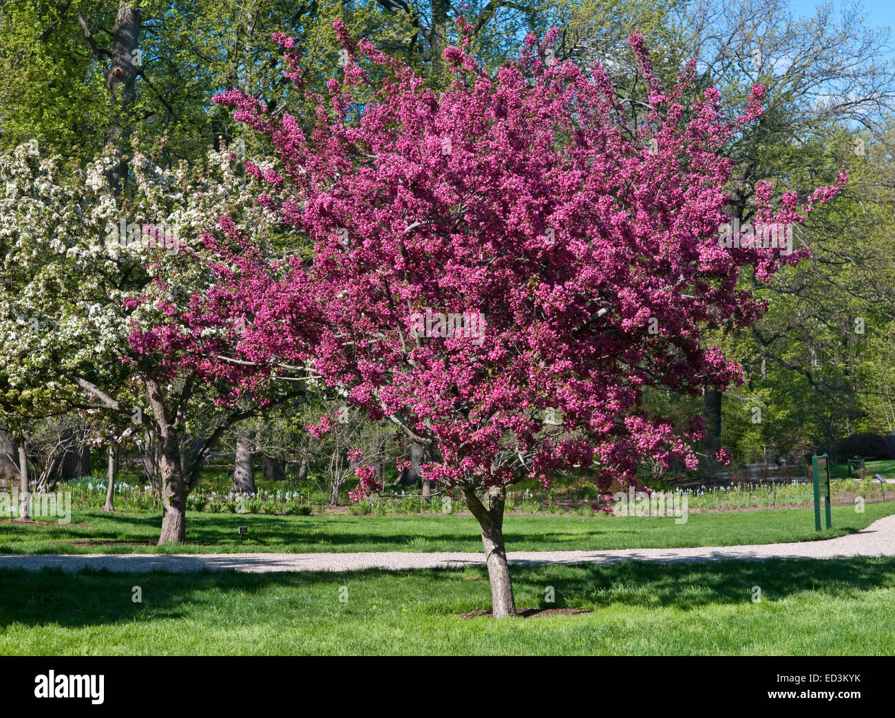 Flowering Crabapple Tree - Malus 'Barbara Ann' Stock Photo