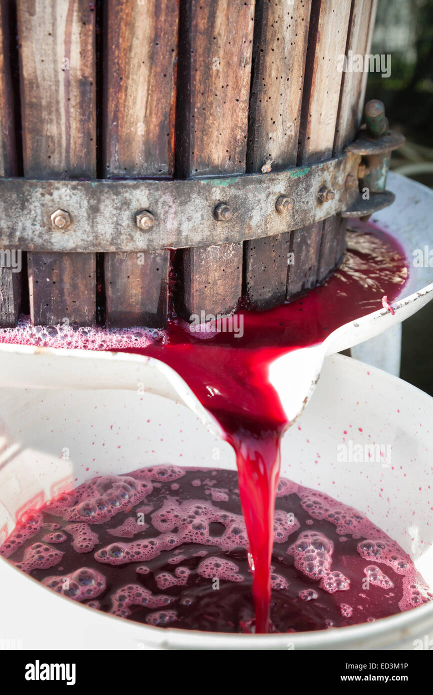 Red wine grapes being crushed in basket press in Chianti area, Tuscany