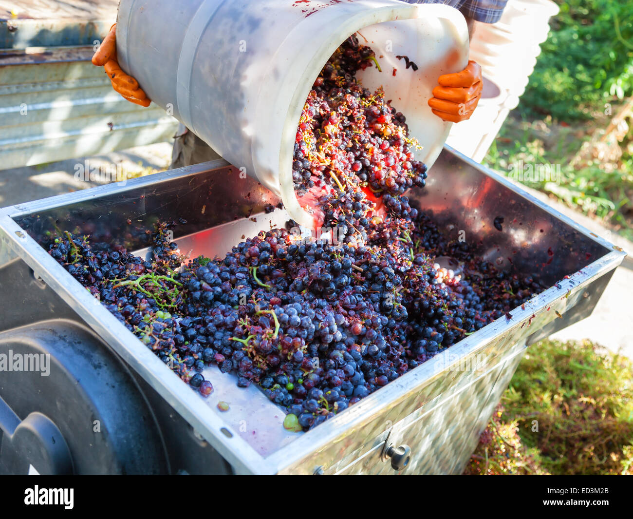 Wine making process hires stock photography and images Alamy