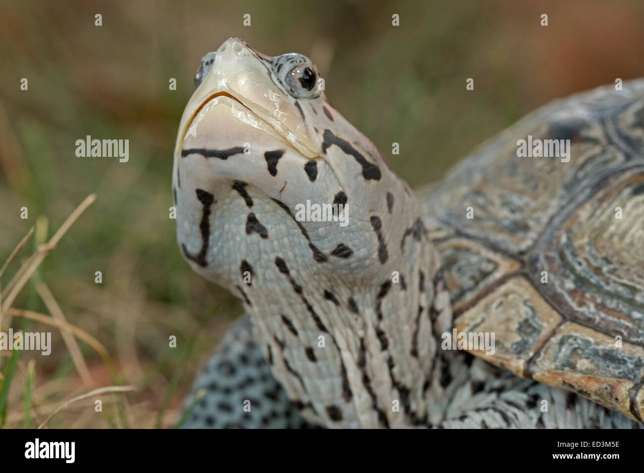 Terrapin scale hi-res stock photography and images - Alamy
