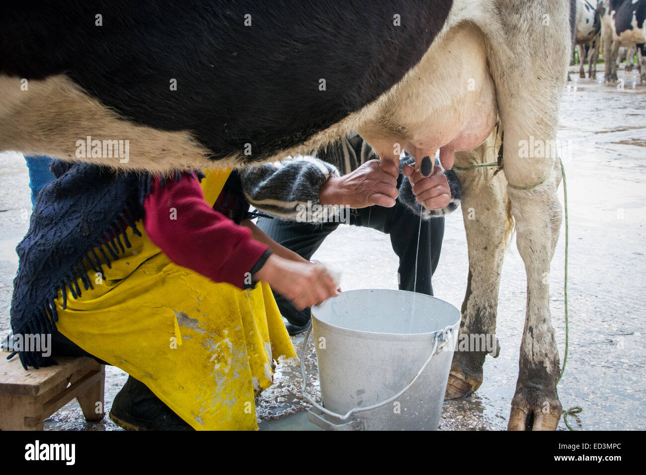 Learning to Milk a Cow by Hand Stock Photo