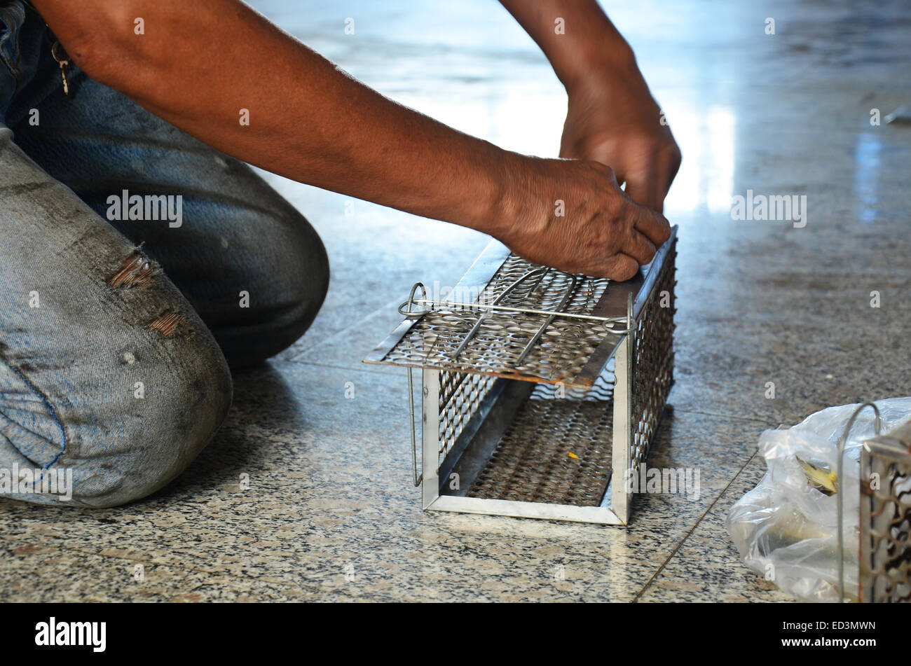Old man use Mackerel fish for A rat cage trap containing bread as bait