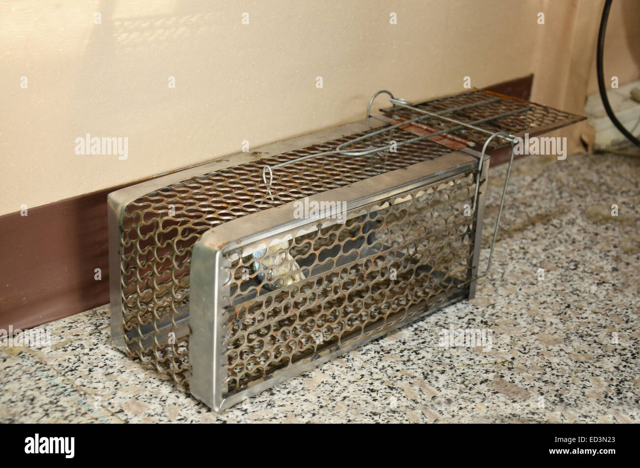 Mackerel fish for A rat cage trap containing bread as bait. thai style