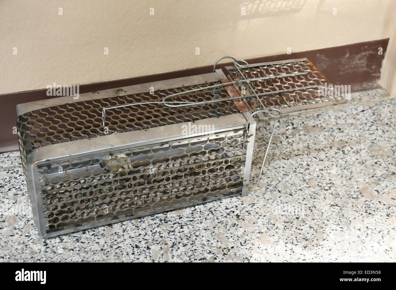 Mackerel fish for A rat cage trap containing bread as bait. thai style