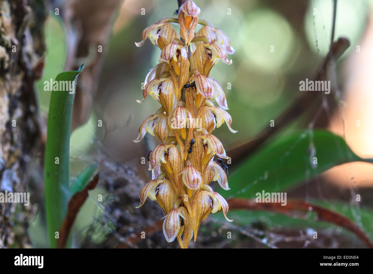 Bulbophyllum tricorne Rare species wild orchids in forest of Thailand, This was shoot in the wild nature Stock Photo
