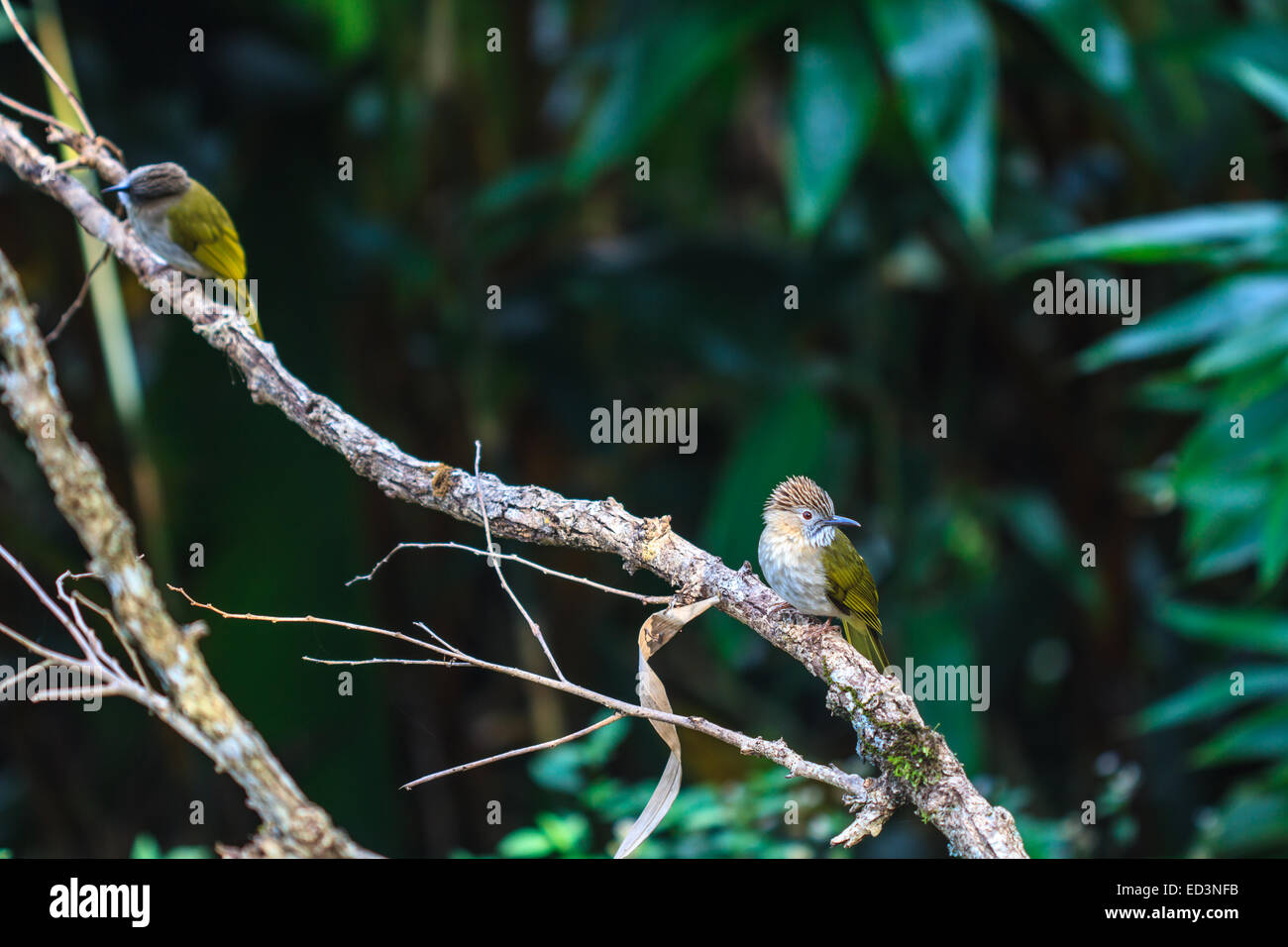 Bird watching in forest, Mountain Bulbul ( Ixos mcclellandii ) in nature Stock Photo