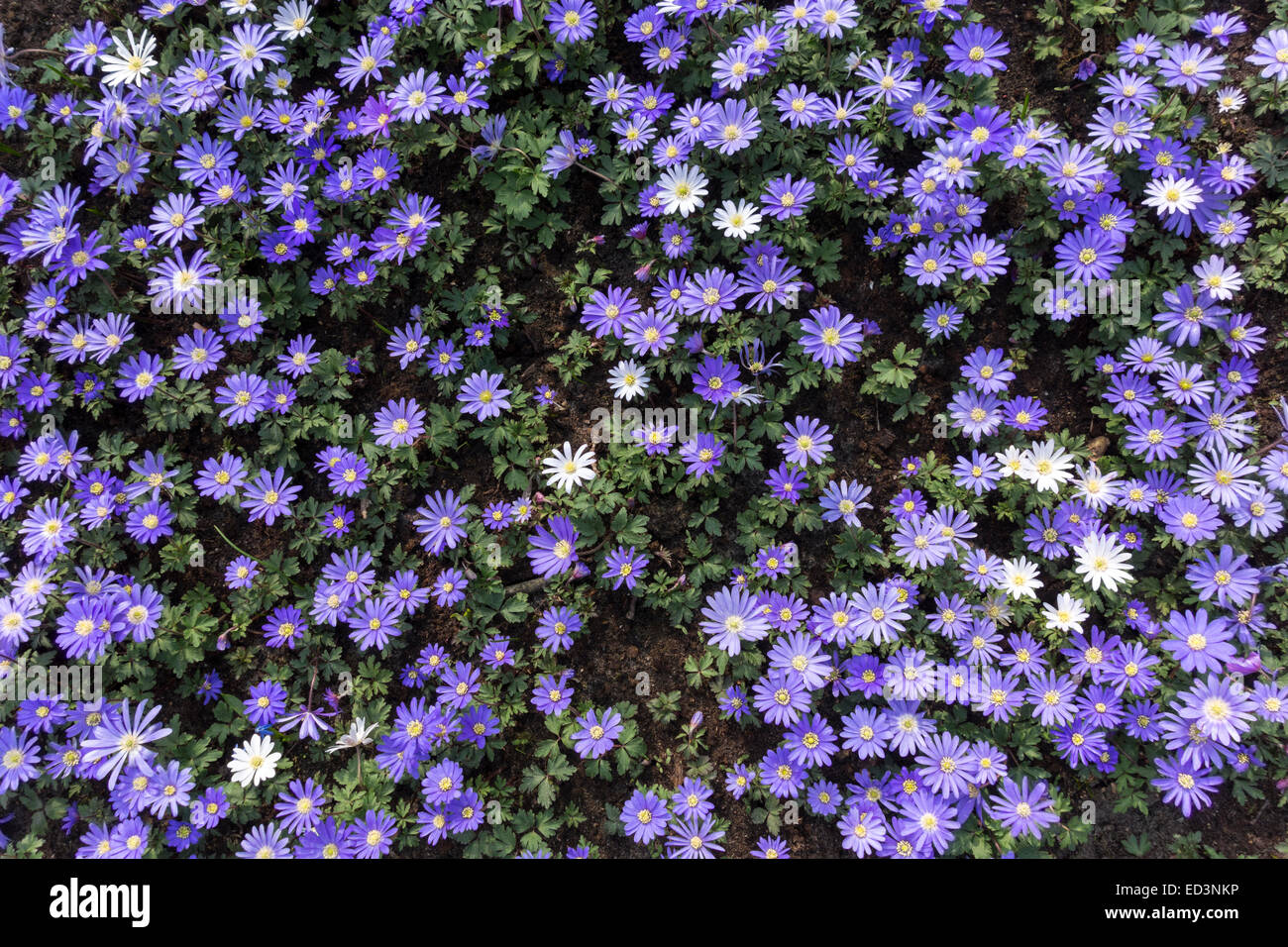 Anemone Blanda Blue Shades Blue Anemones. A carpet of blue-flowered Anemones, Grecian Windflowers Winter Windflowers under trees Stock Photo