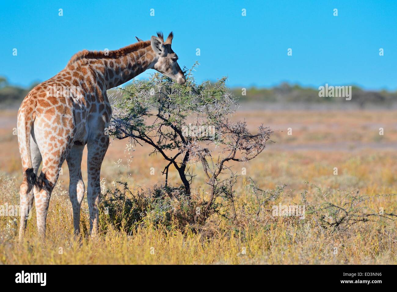 Young giraffe (Giraffa camelopardalis), feeding on leaves and thorns, Etosha National Park, Namibia, Africa Stock Photo