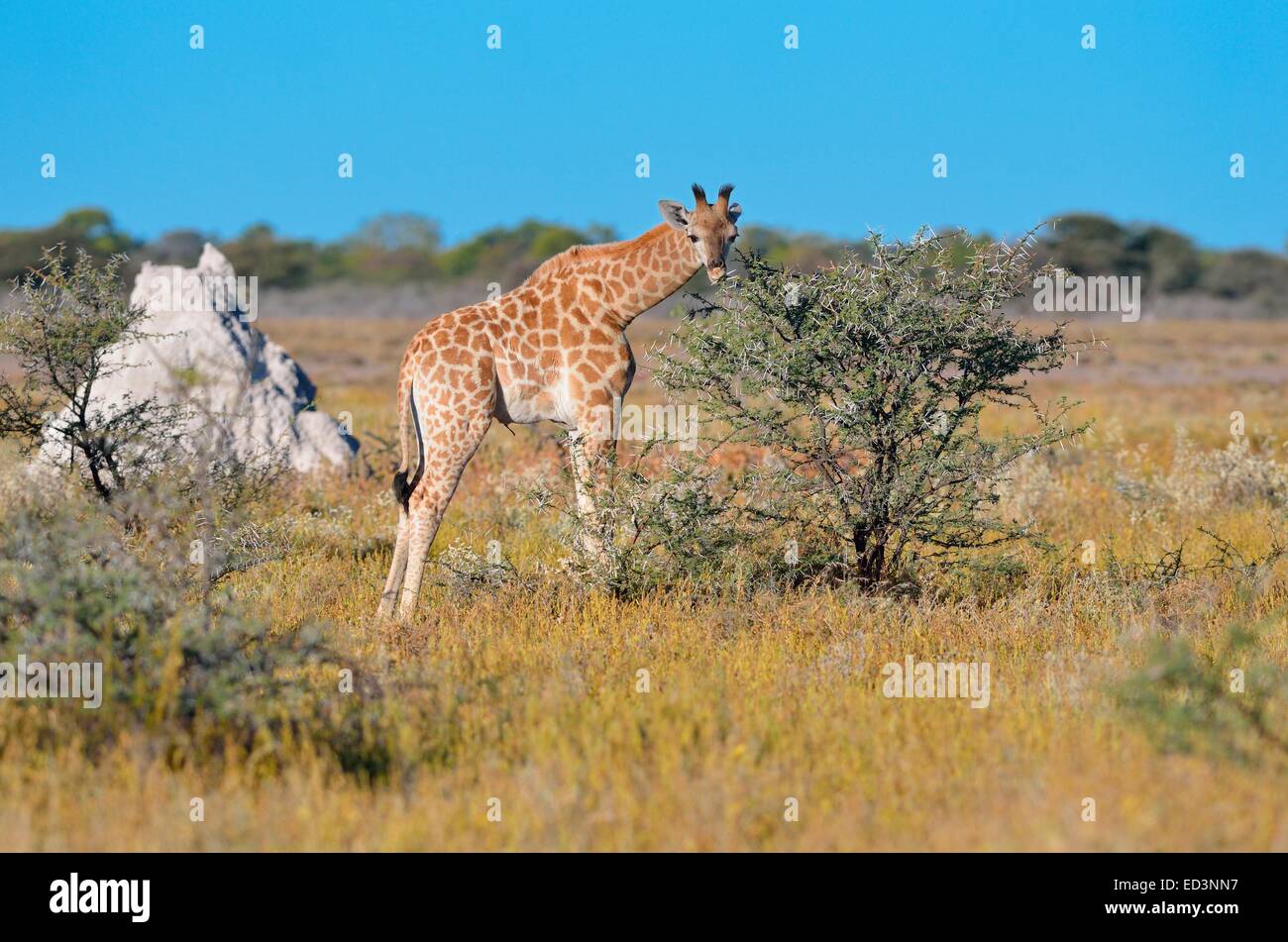 Baby giraffe (Giraffa camelopardalis), feeding on leaves and thorns, Etosha National Park, Namibia, Africa Stock Photo