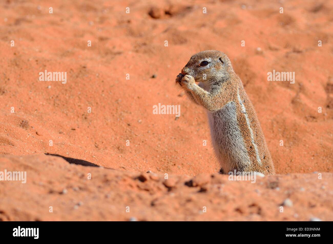 Cape ground squirrel (Xerus inauris), feeding at the burrow entrance