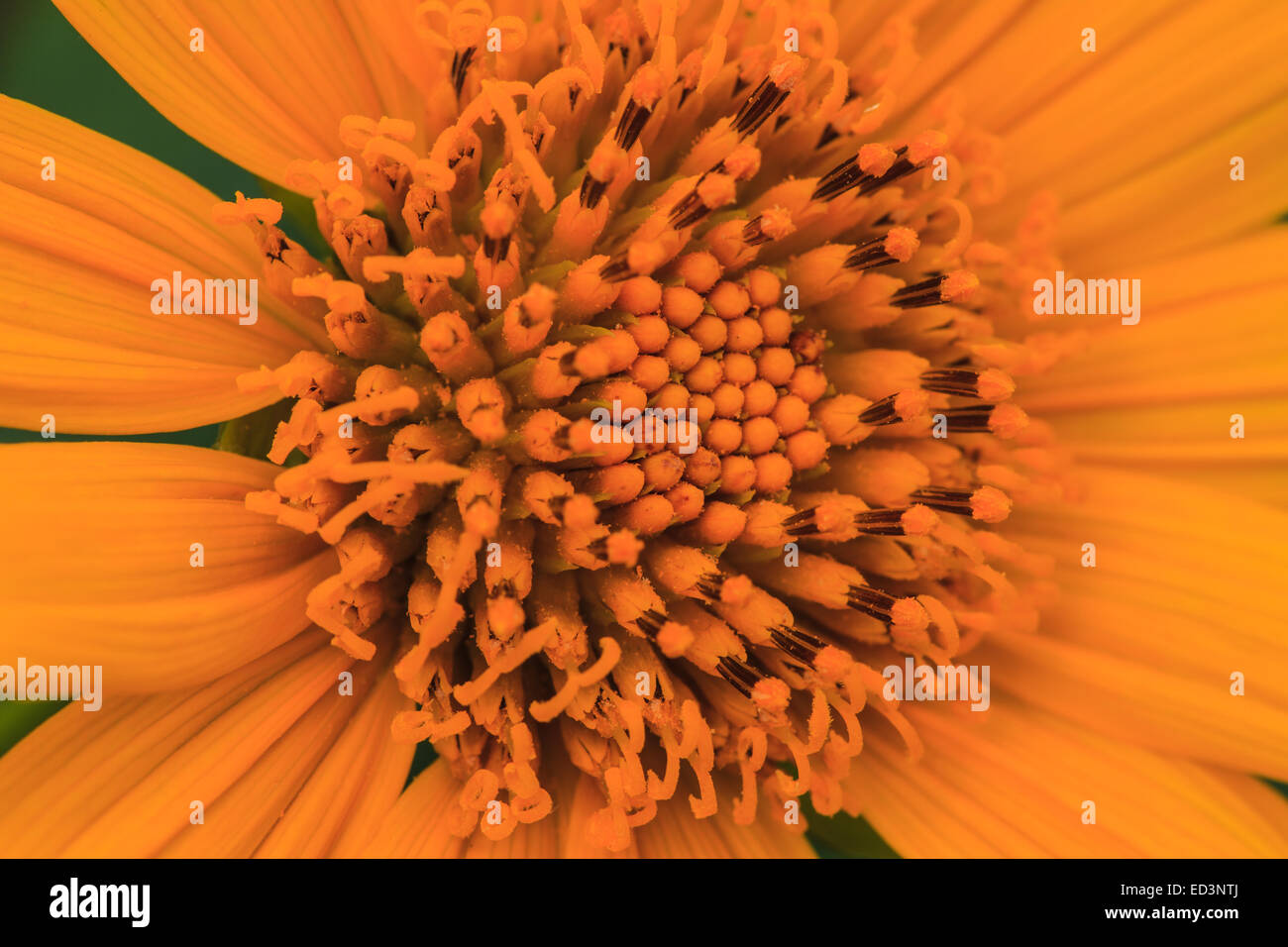 Weed in agriculture hi-res stock photography and images - Alamy