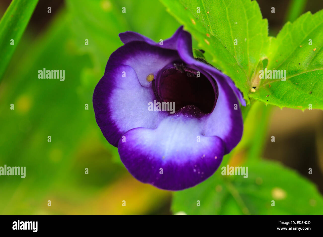 Torenia or Wishbone flowers, Bluewings in the garden or nature park Stock Photo