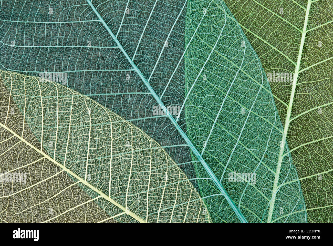 Overlapping skeleton leaves from the Thai Rubber Tree - Hevea brasiliensis Stock Photo