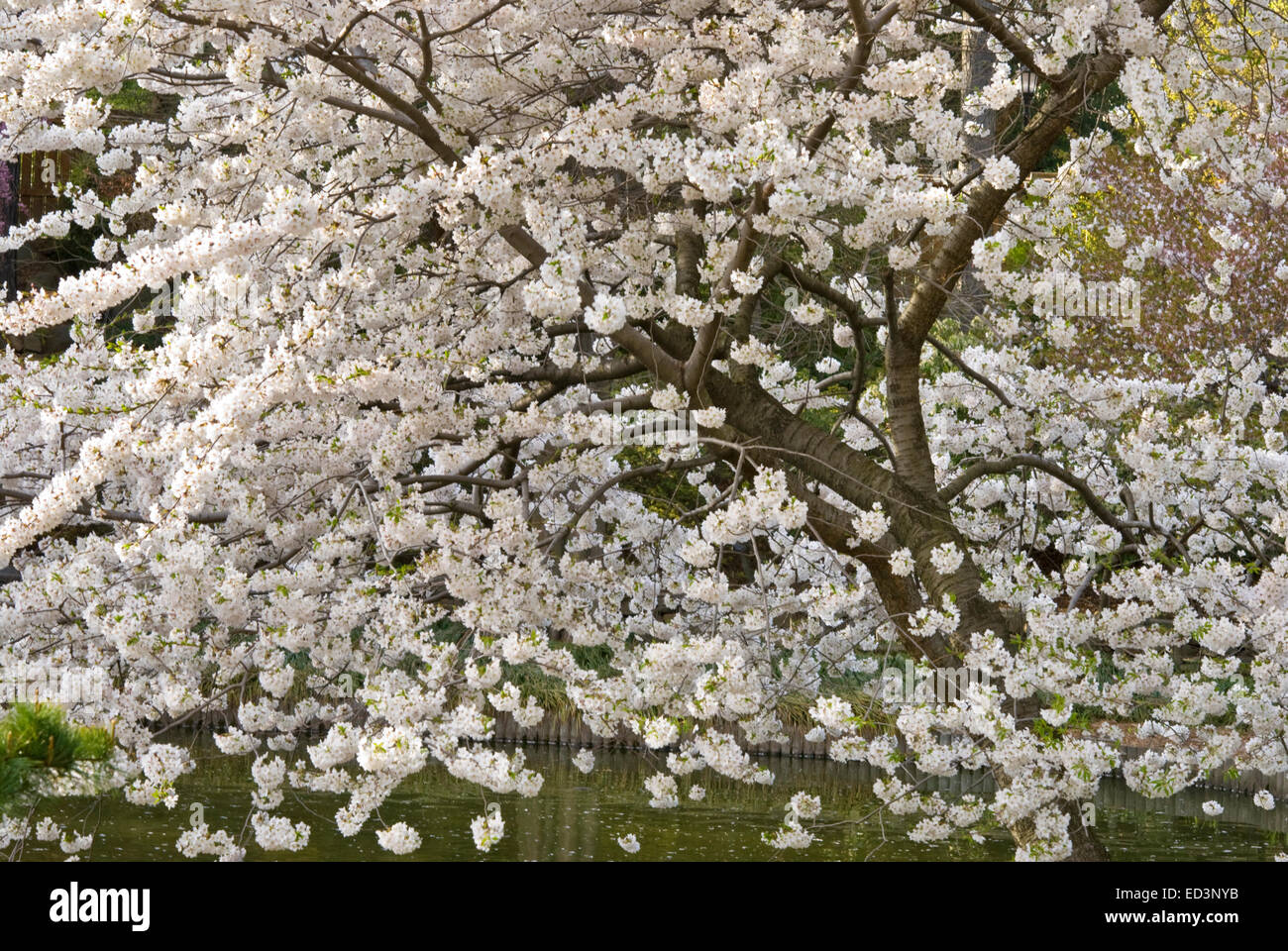 Yoshino Cherry Tree - Prunus x yedoendis Stock Photo