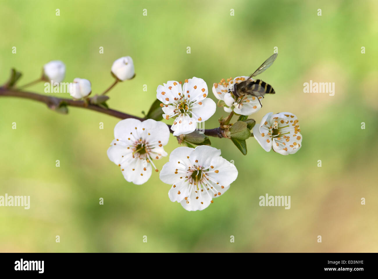 Cherry Plum - Prunus cerasifera Stock Photo
