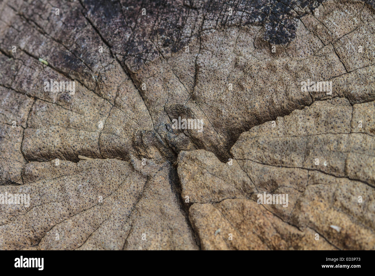 texture of bark wood use as natural background Stock Photo - Alamy
