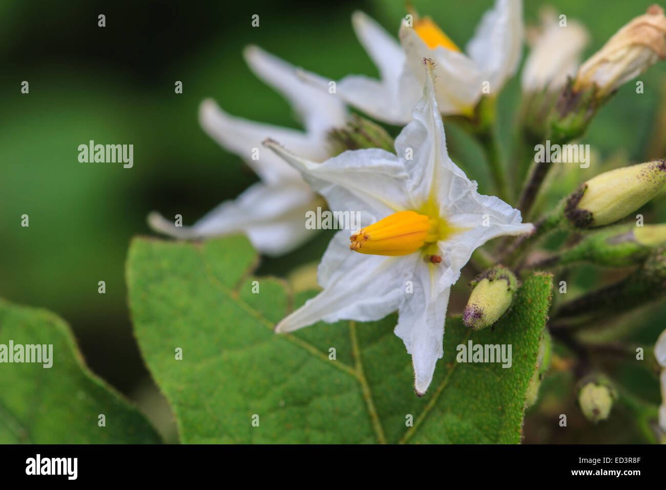 Flower of eggplant, white wild eggplant flowers blooming in nature